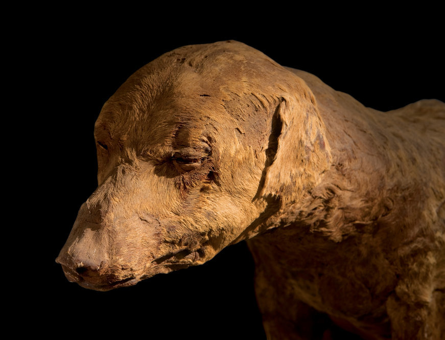 Hàng triệu xác ướp động vật được tìm thấy tại khu chôn cất ở Ai Cập