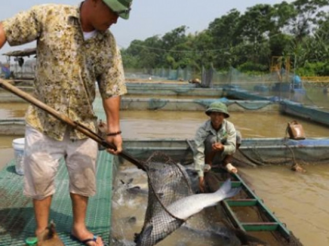 Cho cá lồng ăn thêm cây mắm tôm, bắt toàn con to, kiếm thêm tiền tỷ