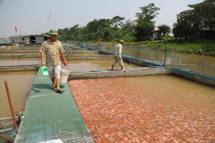 Điêu hồng là 1 trong nhiều loài cá ngon được gia đình anh Trần Đình cơ cấu nuôi lồng trên sông Kinh Thầy. Ảnh: Nguyễn Chương.