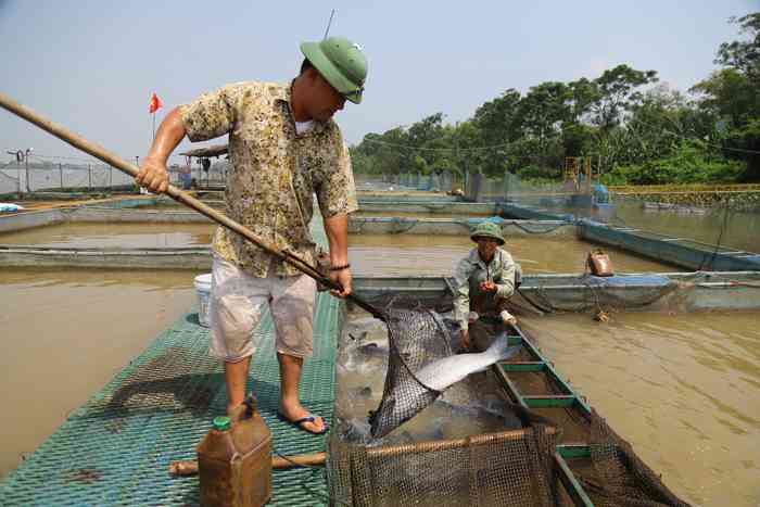 Anh Trần Đình kiểm tra tốc độ sinh trưởng của cá trắm đen nuôi lồng trên sông Kinh Thầy. Anh Trần Đình cho biết, khu lồng cá nhà anh có những con cá to từ hơn 10kg đến 30kg...Ảnh: Nguyễn Chương.