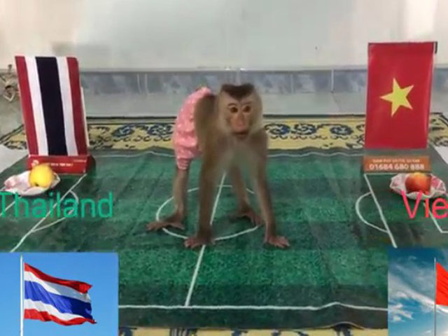 ”Nhà tiên tri” động vật dự đoán trận Thái Lan - Việt Nam tại Vòng loại World Cup 2022