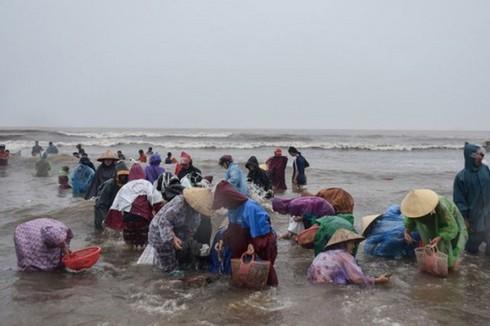 Hàng trăm người dân đổ xô đi vớt sò tại biền Thiên Cầm (Ảnh Dân trí).