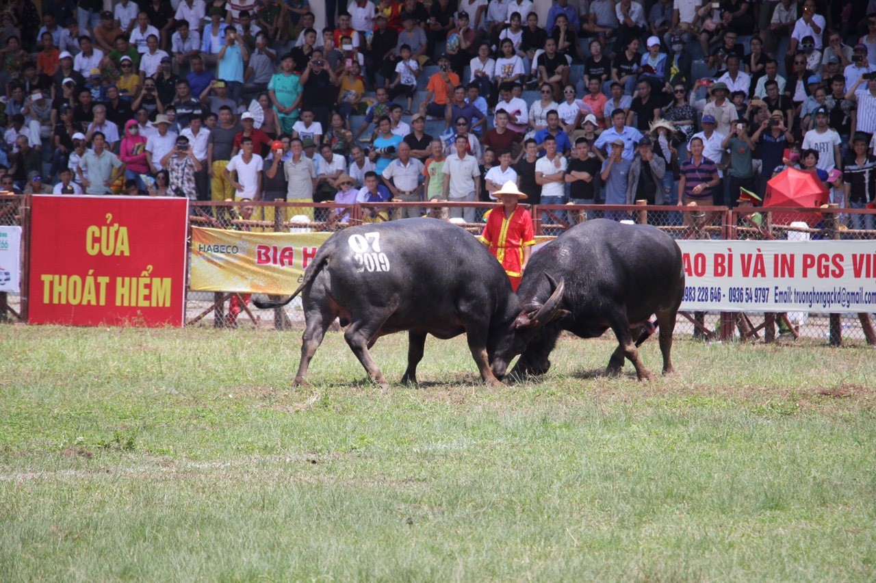 &nbsp;&nbsp;Lễ hội chọi trâu Đồ Sơn 2019