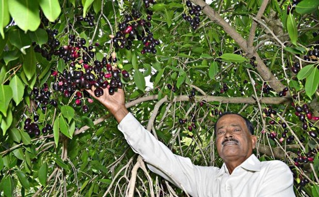 NC Patel (73 tuổi, sống ở Ấn Độ) đã chứng minh có thể kiếm được lợi nhuận ngay cả trồng  jamun (cây trâm) ở vùng đất khô cằn.