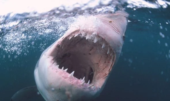 Cá mập trắng lớn là nỗi khiếp sợ đối với bất kỳ một ai.