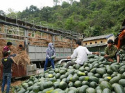 Thị trường - Tiêu dùng - Vì sao xuất khẩu của Việt Nam sang Trung Quốc ngày càng giảm?