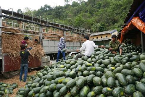 Từ giữa 2018, Trung Quốc đã tăng cường thực hiện quy định về truy xuất nguồn gốc, giám sát kiểm dịch động thực vật và chất lượng hàng hóa nông thủy sản nhập khẩu. (Ảnh minh họa)