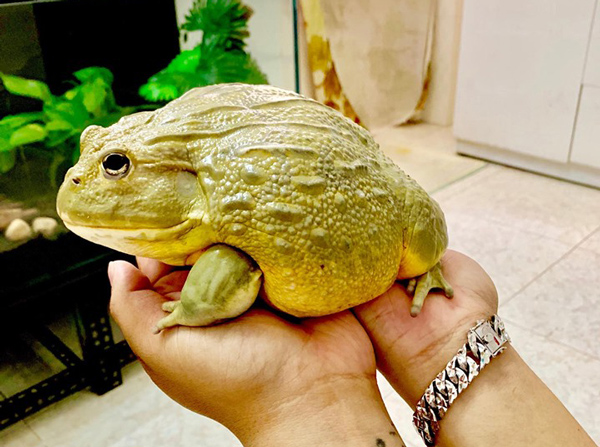 Anh Huy nuôi loài ếch có tên bullfrog, giá lên đến 1 triệu đồng/con khi còn nhỏ.