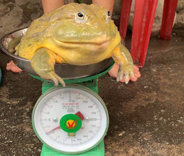 Sau 1 năm, anh Hoàng Long nuôi con ếch, tên tiếng anh bullfrog đạt trọng lượng lên đến 1,3kg.