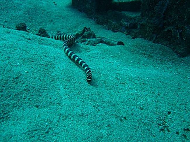 Đảo Kudaka, Okinawa, Nhật Bản có một loại rắn biển (Irabuu) nổi tiếng và chúng sống trong các rặng san hô.