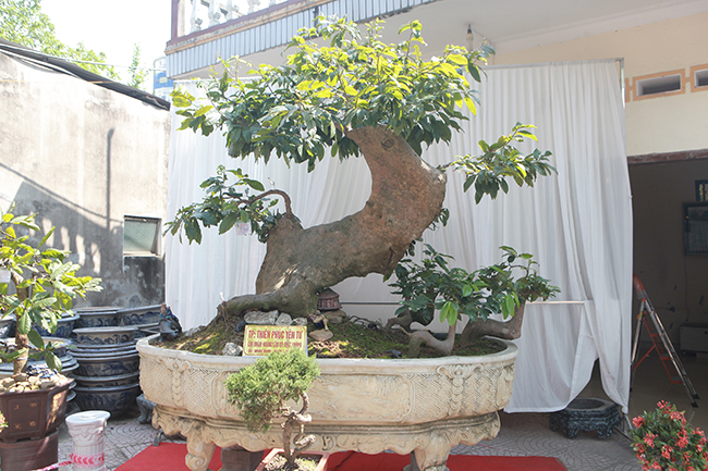 Xuất hiện tại triển lãm cây cảnh thị xã Đông Triều (Quảng Ninh), tác phẩm mai vàng cổ thụ có tên “Thiên phúc Yên Tử” được giới chơi cây cảnh quan tâm.