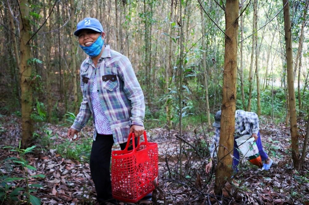 “Loại nấm này chỉ mọc ở rừng keo tràm, những ngày có mưa thì hôm sau có thể hái được khoảng 10kg, nếu may mắn thì nhiều hơn. Nấm này thường được đưa về xào hoặc phơi khô, ai được nhiều thì có thể bán cho thương lái kiếm tiền”, bà Đặng Thị Gái, trú ở thôn Bến Cán cho hay.