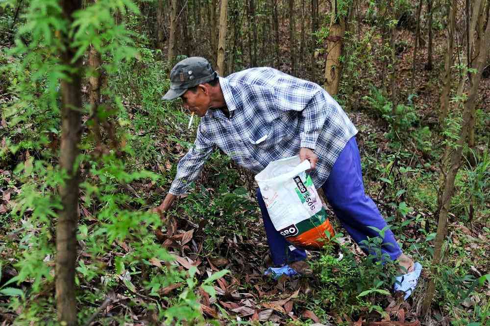 Tác dụng không ngờ của loại nấm “lộc trời” khiến người Huế đổ xô đi hái - 6