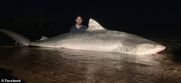 Con cá mập hổ dài khoảng 5 mét bị ngư dân Úc khuất phục