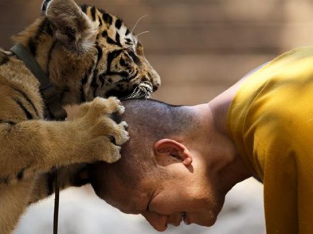 86 con hổ tử vong sau khi được giải cứu khỏi ngôi chùa tại Thái Lan