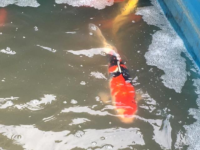 Cá Koi Nhật đắt tiền vừa thả xuống sông Tô Lịch sau 1 ngày ra sao?