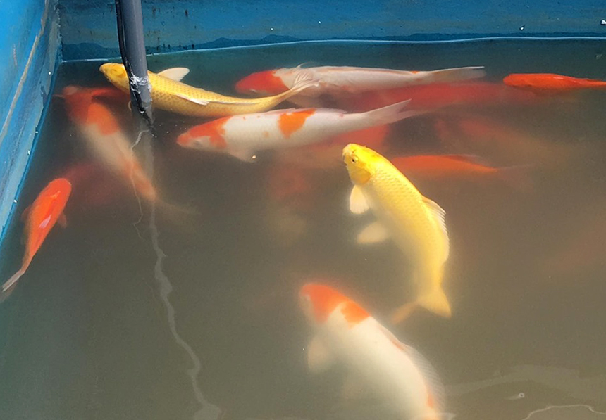 Đàn cá Koi Nhật Bản và cá chép Việt Nam được thả xuống bể nước sông Tô Lịch sau khi được xử lý bằng công nghệ Nano Bioreactor.