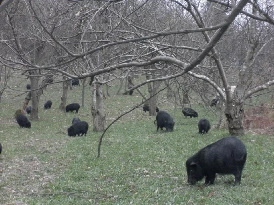 Giống lợn thơm có giá 6,5 triệu/kg, được người sành ăn ví như nhân sâm động vật - 1