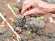 Thị trường - Tiêu dùng - Loại dung dịch chết người không ngờ đắt ngang kim cương, có tiền khó mua được