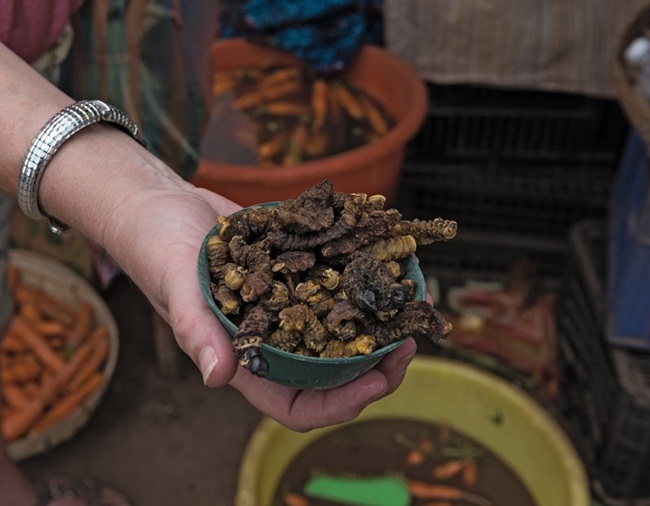 Theo Tổ chức Nông lương Quốc tế (FAO), sâu mopane là sản phẩm nổi tiếng, quan trọng về kinh tế của vùng nam Zimbabwe, Bostwana và miền Bắc Nam Phi.