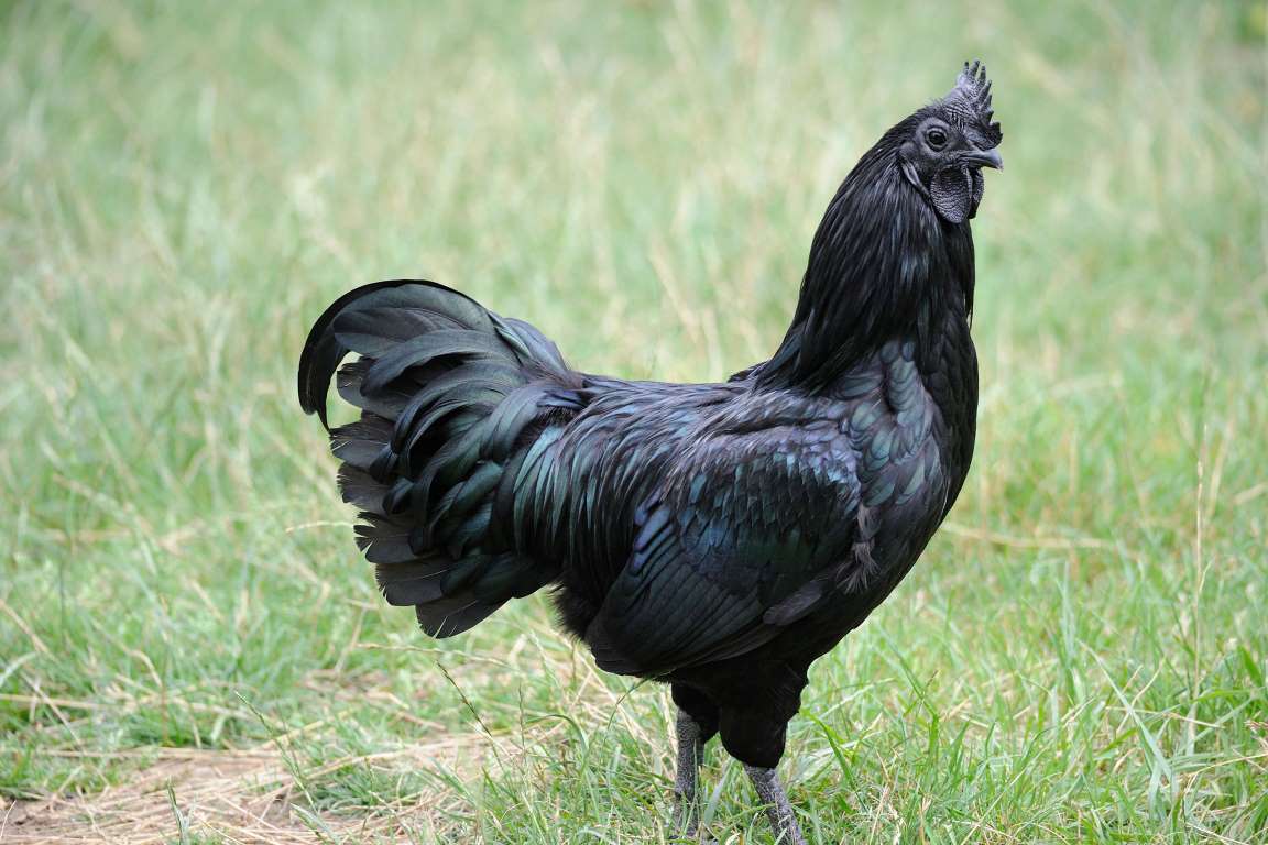 Ayam cemani là một trong số các loại động vật hiếm hoi có màu đen từ trong ra ngoài (Ảnh: Biosphoto)