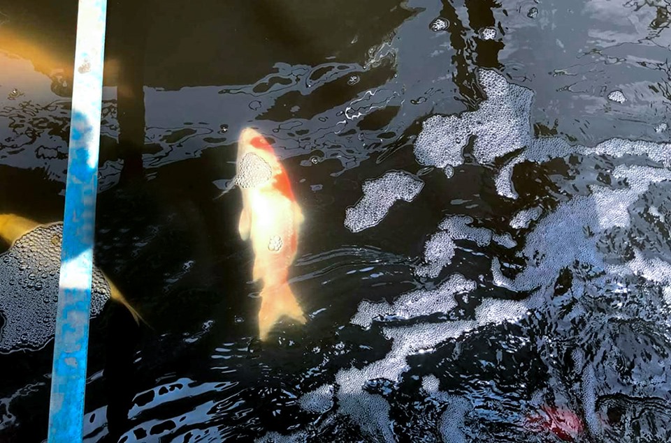 Một con cá Koi Nhật Bản chết ngửa bụng sau 2 ngày thả xuống bể nước sông Tô Lịch sau xử lý bằng công nghệ Nano. Ảnh S.B.