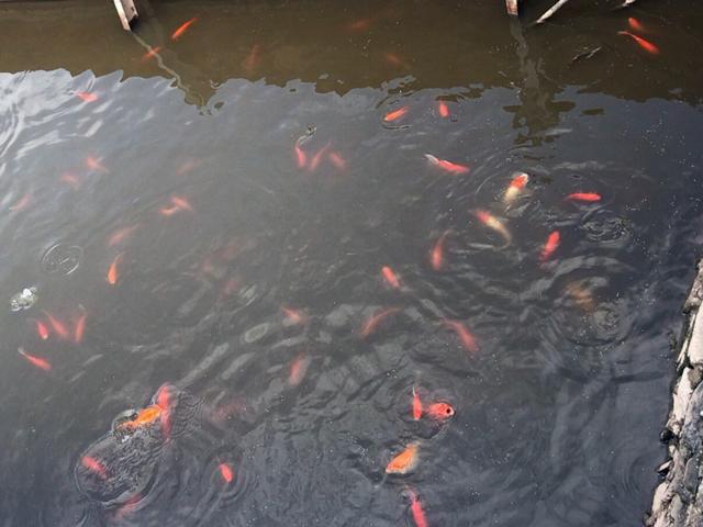 Thả cùng một ngày với cá Koi trên sông Tô Lịch, cá Koi ở hồ Tây như thế nào?