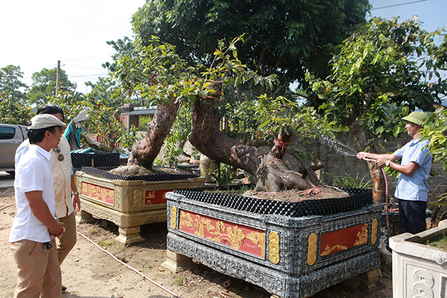 Cặp đôi mai vàng cổ thụ của anh Phan Hoàng (Đông Triều, Quảng Ninh) được giới chơi cây đánh giá là đẹp nhất trong 10 cây mai vàng Yên Tử ở đất Đông Triều