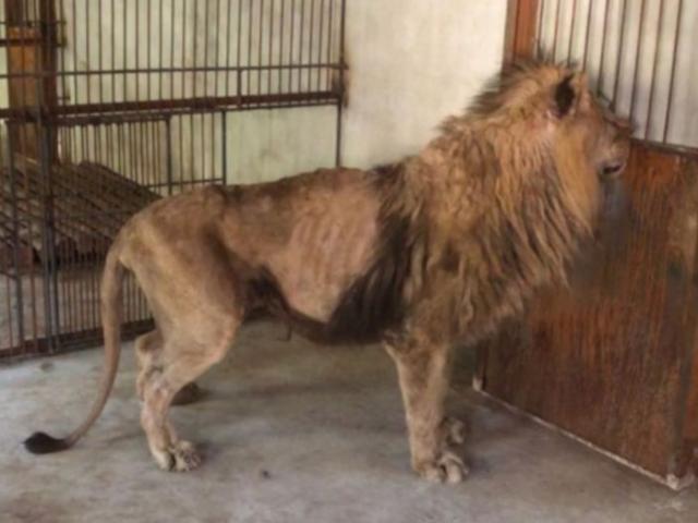 Sư tử gầy trơ xương ở vườn thú Trung Quốc gây phẫn nộ