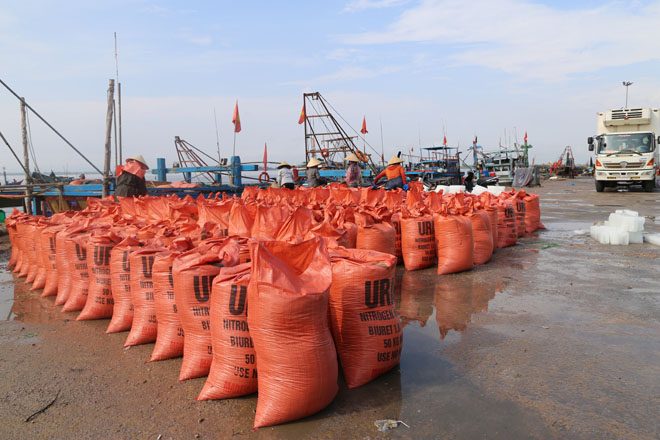 Những ngày này, tại cảng Cửa Sót, thuộc xã Thạch Kim, huyện Lộc Hà (Hà Tĩnh), mỗi ngày có 14-15 tàu cập cảng với khoang đầy ắp sò nhám.