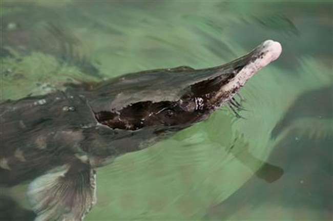 Cá tầm beluga tại trang trại của ông được cho ăn 3 lần một ngày, ở trong bể chứa nước cùng với cung cấp oxy ổn định cho chúng sống và phát triển.