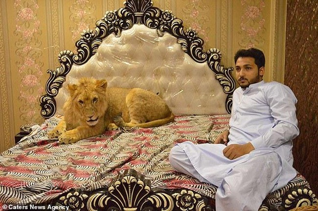 Tại Pakistan, doanh nhân Zulkaif Chaudhary, 33 tuổi nuôi một con sư tử từ khi nó 2 tháng tuổi.