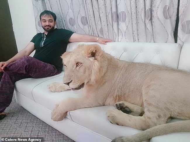 Mỗi ngày, doanh nhân này cho con sư tử ăn 7,7kg thịt.