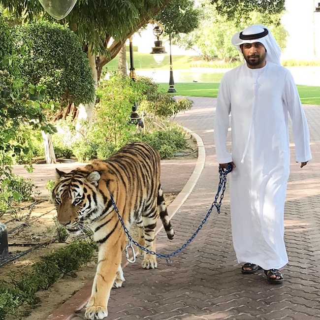 Năm 2017, chính quyền UAE ban hành lệnh cấm nuôi giữ, thuần hóa động vật hoang dã, mức phạt là 136.000 USD hoặc là lĩnh án tù.