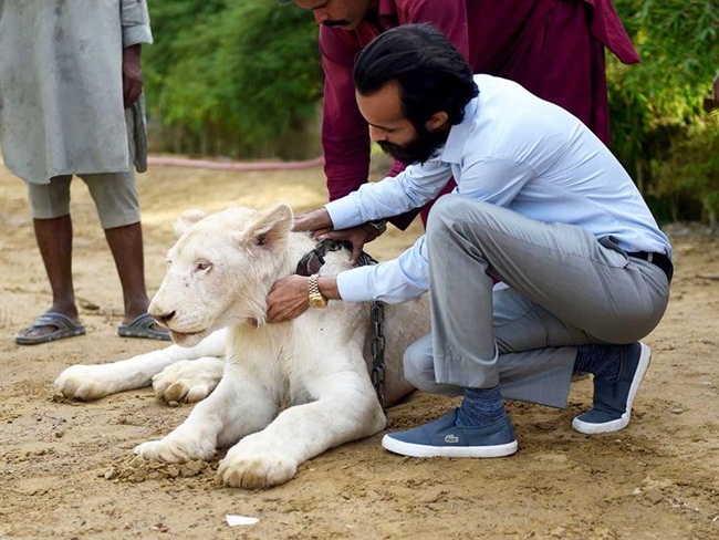 Theo người đàn ông này, có khoảng 300 con sư tử được nuôi khắp Karachi - một thành phố đông dân ở Pakistan. 