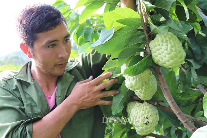 8 loại quả siêu to khổng lồ làm mưa làm gió trên thị trường Việt - 8