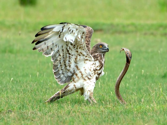 La cobra real se inclinó hacia adelante y se mantuvo tan alta como un águila.