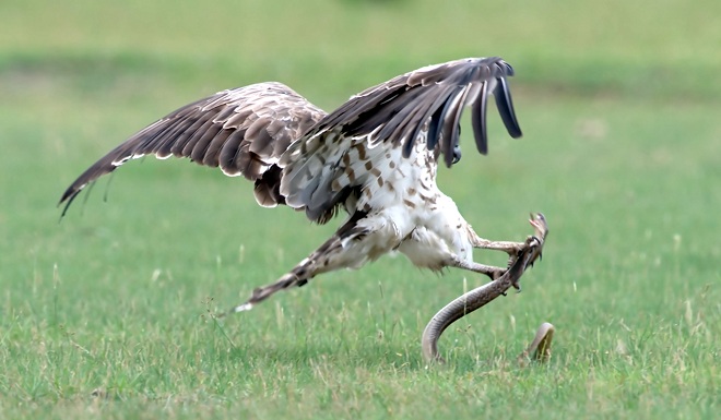 El águila contraataca cuando la cobra real se cansa.