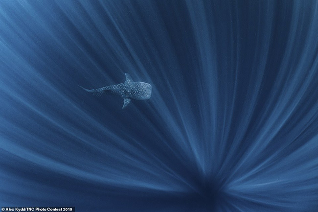 4. Giải nhất ở hạng mục nước thuộc về Alex Kydd, Úc cho bức ảnh đầy mê hoặc của một con cá voi đang bơi ngoài khơi rạn san hô Ningaloo, Tây Úc.
