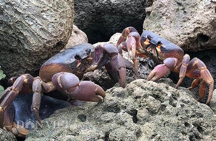 Đi từ Bắc vào Nam thưởng thức 9 loại cua siêu đặc sản ngon trứ danh - 3