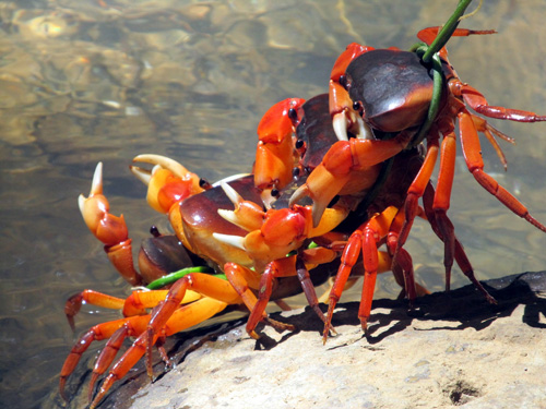 Đi từ Bắc vào Nam thưởng thức 9 loại cua siêu đặc sản ngon trứ danh - 2