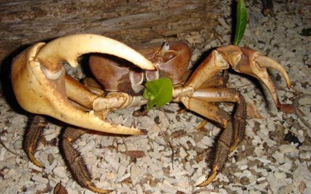 Đi từ Bắc vào Nam thưởng thức 9 loại cua siêu đặc sản ngon trứ danh - 6