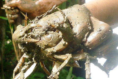 Đi từ Bắc vào Nam thưởng thức 9 loại cua siêu đặc sản ngon trứ danh - 8