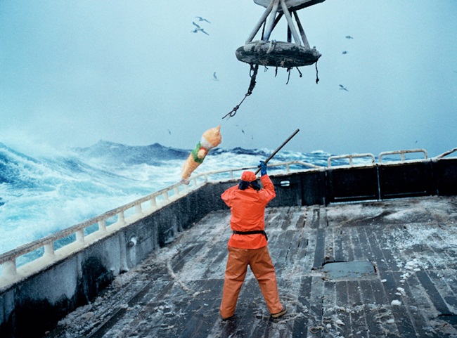 Sau khi lồng bắt cua được kéo lên, các ngư dân dùng cần cẩu đưa lên boong. Họ phân loại ngay tại chỗ, những con cua không thuộc kích thước được phép đánh bắt sẽ phải thả về biển cho chúng phát triển.
