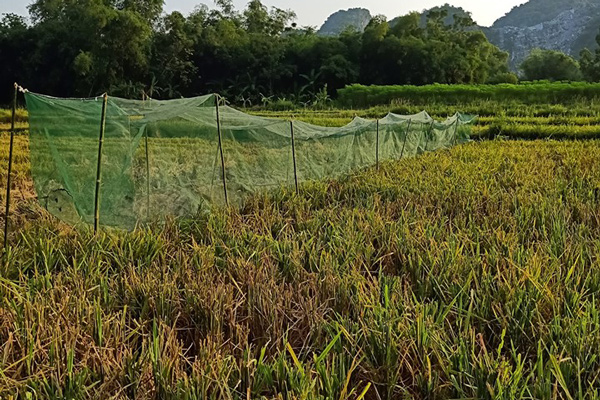 Nhờ bắt châu chấu, Ngọc Huy thu về hàng triệu đồng mỗi ngày.