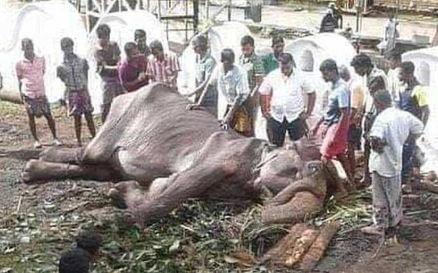 "Cụ voi"&nbsp;Tikiiri được xác nhận là đã chết sau khi bị vắt kiệt sức suốt 7 thập kỷ