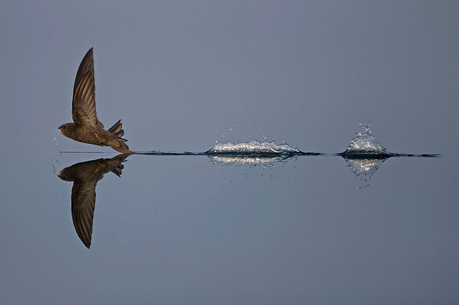 Giải nhất hạng mục "Hành vi động vật" đã thuộc về bức ảnh của nhiếp ảnh gia Robin Chittenden, ghi lại khoảnh khắc chú chim đang tài tình lướt nhẹ trên mặt nước.
