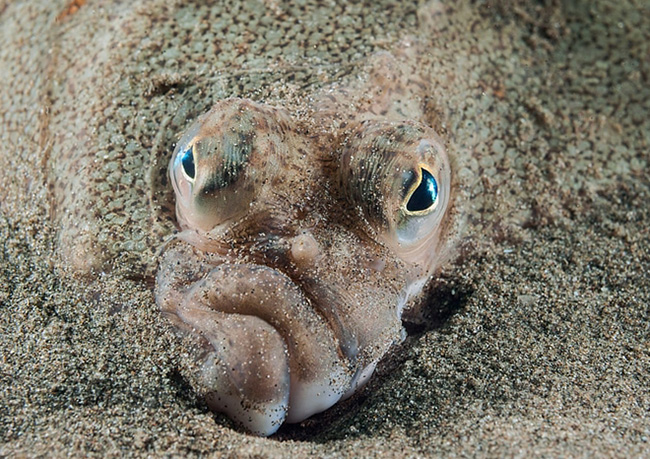 Khuôn mặt có phần nghi ngờ và "thiếu hợp tác" khi phát hiện ra nhiếp ảnh gia Mark Thomas đang chụp lén mình của một chú cá biển.
