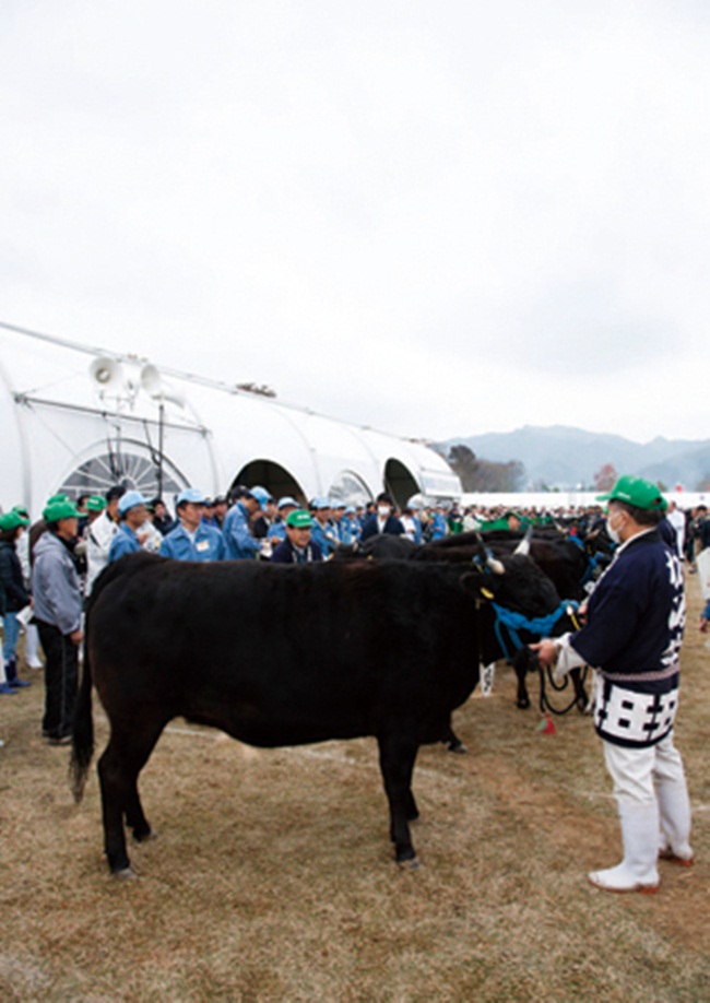 Tháng 11/2018, 25 con bò được đưa ra đấu giá, trong đó con bò đắt nhất có giá 30 triệu yên (~6,5 tỷ đồng). Năm 2003, có con bò được mua với giá 50 triệu yên (~10,8 tỷ đồng)