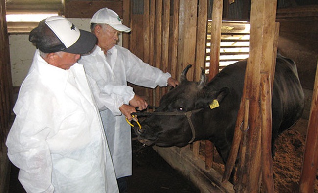 Bò được massage bằng tay để giúp lưu thông máu tốt, thậm chí bò còn được uống bia.